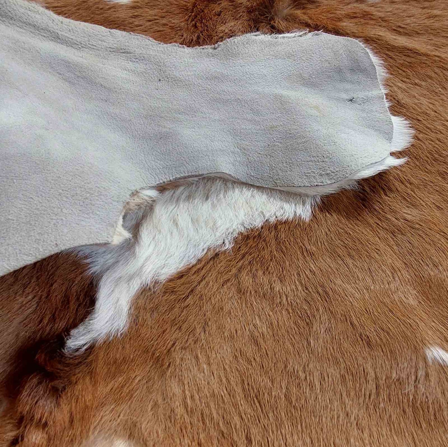 Cowhide Leather Piece - 1 x Full Size Tan/White Calf-hide